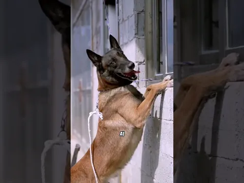 El Perro Secuestrado que Salvó a su Secuestrador 🐶❤️