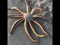 Download Lagu Nine-Armed Sea Star #ocean #shorts