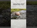 Download Lagu What If This Is the Speed of Wisdom? 🐌 🌿🐌 | #ASMRNature #CalmVibes