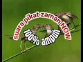 Download Lagu Suara pikat burung kecil jaman now