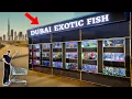 DUBAI EXOTIC FISH STORE TOUR