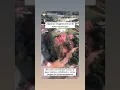 Download Lagu Anitápolis, na Grande Florianópolis, fica isolada após fortes chuvas
