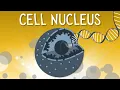 Cell nucleus Structure and function