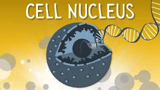 Cell nucleus Structure and function