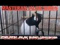 Lagu Jalak Suren Gacor. Masteran Jalak Suren Supaya Bisa Bicara