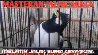 Download Jalak Suren Gacor. Masteran Jalak Suren Supaya Bisa Bicara MP3