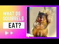 What Do Squirrels Eat Tips for Your Backyard Buddies