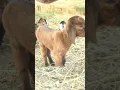 Download Lagu cute goat sound | cute goat baby | goat sound | goat video | cute goat funny video | #shorts