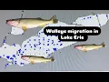 Understanding Walleye Migration In Lake Erie How it will help you catch more walleye
