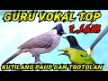 Download Lagu masteran kutilang gacor full isian murai batu \u0026 cucak ijo