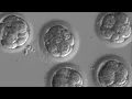 Experts edit out deadly gene mutation in embryo