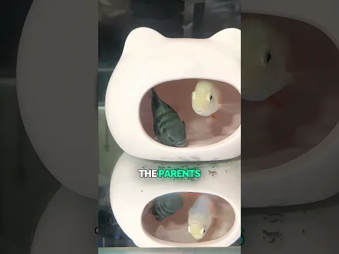 Cutest Parent Fish Ever 🐟 🥰