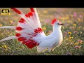 Lagu 🍀🕊️ Top 100 Strangest \u0026 Most Beautiful Singing Birds in the World  Nature 4K ASMR