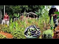 Download Lagu Menjual ke pasar, panen terong, kacang panjang, hidup di hutan ep 97