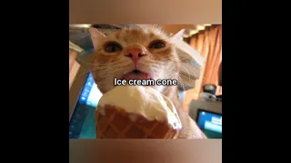 Shut It Cat Funny Foryou Memes Fyp 