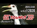 Download Lagu เสียงนกกวัก สุดยอดแห่งปี 2020 - Ruak Ruak Pikat