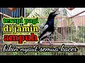 Download Lagu terapi pagi hari dijamin ampuh bikin kacer bahan cepat bunyi dan gacor bikin nyaut semua jenis MP3