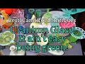 Different colors of uranium glass Some cadmium and manganese for funsies Weirdest antiques channel