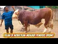 Download Lagu Sapi bakalan usia 15 bulan sudah di nobatkan menjadi penerus bruno dengan harga 100 juta🔥🔥🔥