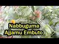 Download Lagu Nabbuguma Mubakyala Agyamu Embuto Eddagala Lirino Ekitonto Amatovu Ne Birala