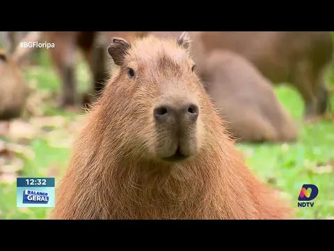 Moradores do Itacorubi preocupados com crescimento da população de capivaras