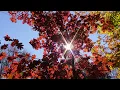 Temperate Deciduous Forest Episode 1 Hardwood Forest