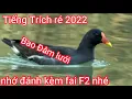 Tiếng Trích ré bản chuẩn đánh lưới đêm 2022 bao đâm lưới
