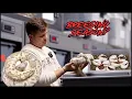 Breeding Ball Pythons Don t Make These Mistakes