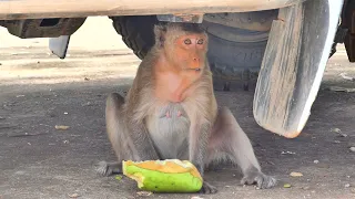 Mother Monkey Abel Feels To Labor Newborn Baby