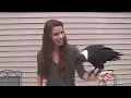 Ravens can talk!