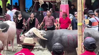 part 7 pesta adat termahal toraja unik rambu solo almarhumah ani tandi payung ne pani 