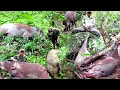 Download Lagu 😱😱FULL, KOMPILASI BERPERANG MELAWAN RATUSAN BABI HUTAN GUNUNG//POIN 6 EKOR BABI HUTAN JUMBO 
