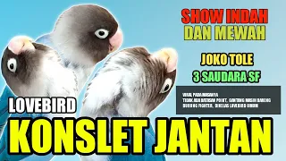 Download Lovebird konslet jantan minor MP3