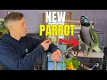 Lagu New Tame Parrot Arrival 🦜  Day 1 \u0026 2 with a Derbyan Parrot