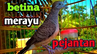 suara perkutut betina merayu jantan langsung nyaut untuk pancingan