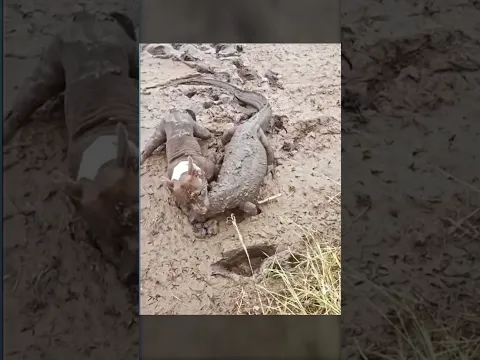 The Lizard Picked the Wrong Dog