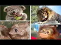 Animals With Down Syndrome