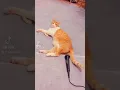 Download Lagu kucing kentut langsung kaget 😂😂