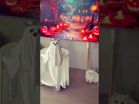 It's already that time of the year!! (Wait till the end)👻🎃 #shorts #cat #funny