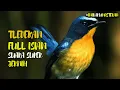 Download Lagu TLEDEKAN NYULING GACOR FULL ISIAN || BUAT MASTERAN ATAU PANCINGAN SEMUA JENIS BURUNG TLEDEKAN