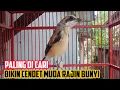 Download Lagu pancingan cendet bahan muda PALING DI CARI BIKIN CENDET BAKALAN MANAPUN AGAR IKUT BUNYI DG SUARA INI