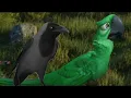 American Canadian Animation Capture alex - harnar