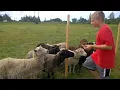 Soda factory sheep