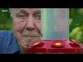 David Attenborough meets a very glamorous hummingbird 😍 BBC