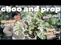 Lagu The Long-Awaited Chop ✂️ Monstera Albo \u0026 Hoya Chiang Dao Silver | Cozy Greenhouse Vlog