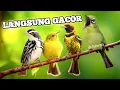 Lagu Mental Juara, Pancing Master Kecial Kuning Ciak Ciak Joss,Burung Tambah Gacor,Pancingan Burung