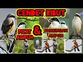 Download Lagu suara burung cendet ribut