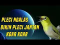 Download Lagu Suara pleci ngalas panggilan pleci jantan buka paruh 