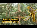 Merbah Lekir