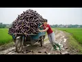 Lagu REWIND TIMELAPSE — Harvest Tons of Eggplants | Use 3-Wheeled Truck to Go Countryside Market Sell